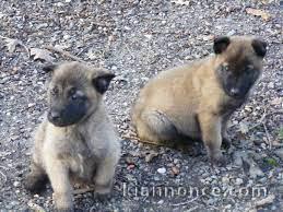  Donne chiot type Berger Malinois 