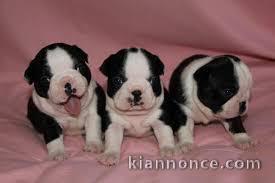 Magnifiques chiots boston terrier lof 