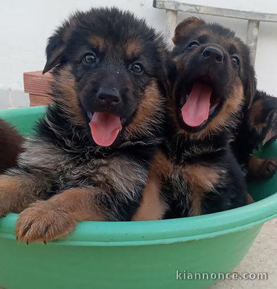 magnifiques Chiots Berger Allemand LOF