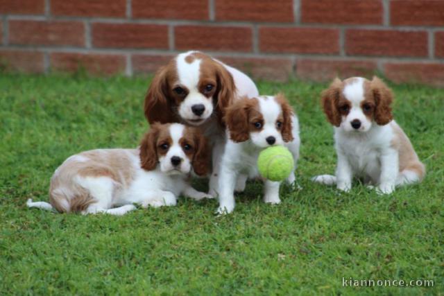 Cavalier King Charles déjà a jour