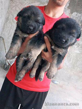 magnifiques Chiots Berger Allemand LOF 1 mâle et femelles