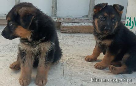 magnifiques Chiots Berger Allemand LOF 1 mâle et femelles