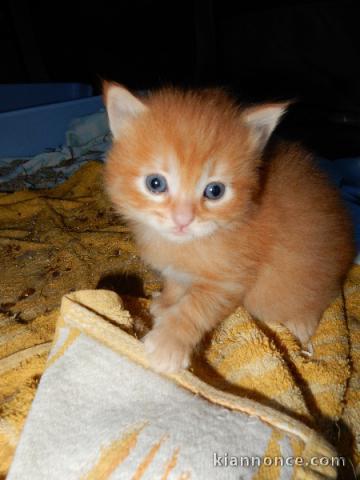 adoption magnifique chaton siberien âgé de 3 mois