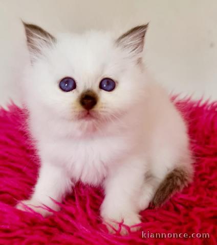 adoption magnifiques chaton sacré de birmanie âgés de 3 mois