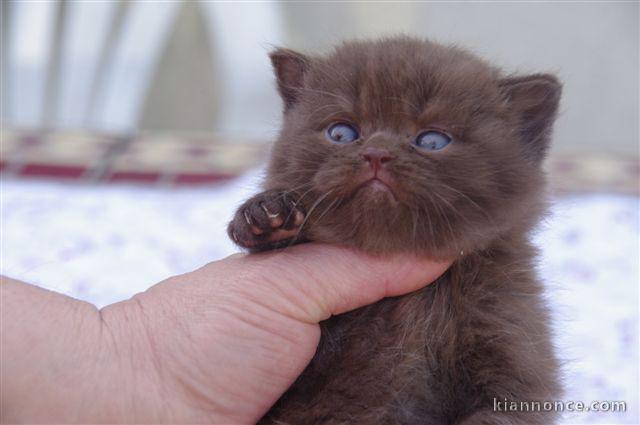 adoption magnifiques chaton Scottish fold âgés de 3 mois.