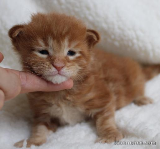 adoption magnifique chaton Maine Coon âgé de 3 mois