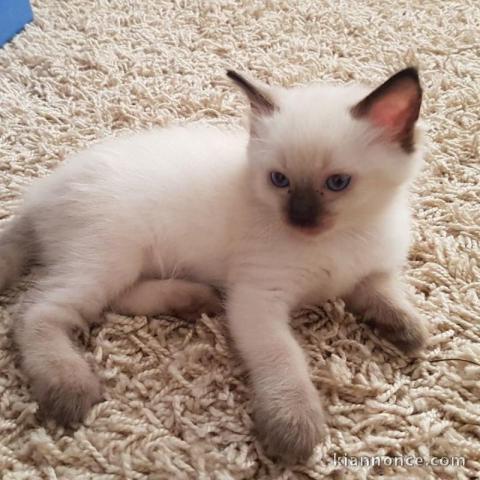 adoption magnifiques chaton Ragdoll âgés de 3 mois.