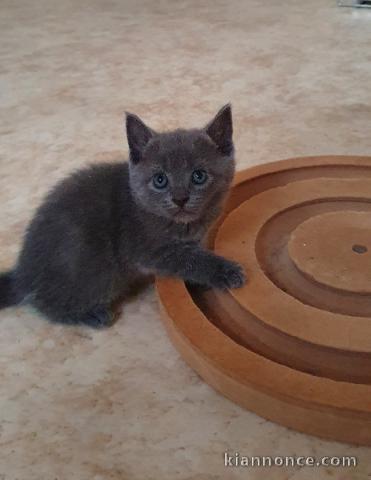 adoption magnifique chaton Chartreux âgé de 3 mois. 