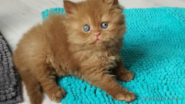  adoption magnifiques chaton British Shorthair âgés de 3 mois