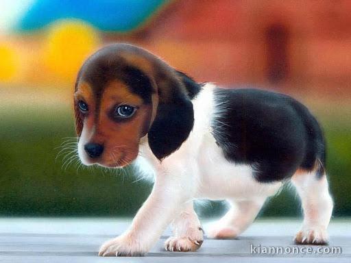 chiot beagle trois mois