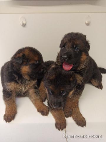 magnifiques Chiots Berger Allemand LOF 1 mâle et femelles