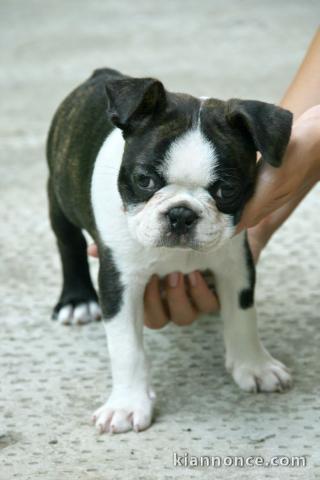 chiot boston terrier trois mois