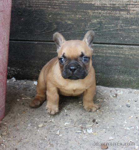 chiot boulodogue fancais trois mois