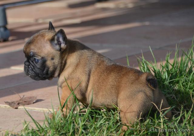 chiot boulodogue fancais trois mois