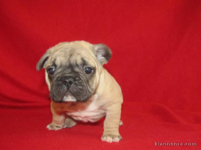 chiot boulodogue fancais trois mois