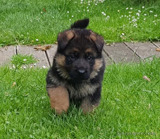 magnifiques Chiots Berger Allemand LOF 1 mâle et femelles