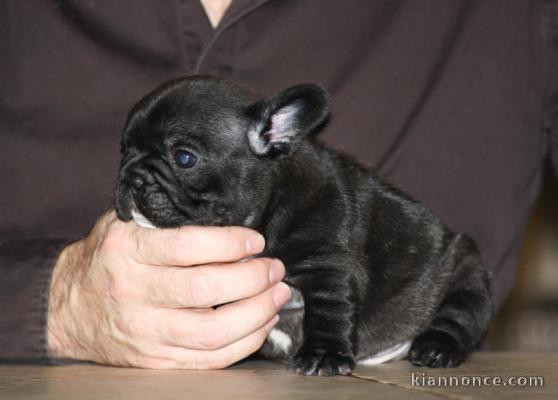 A donner magnifique Bouledogue français