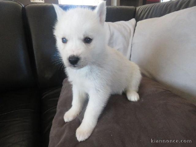 A donné magnifique chiot sibérien husky