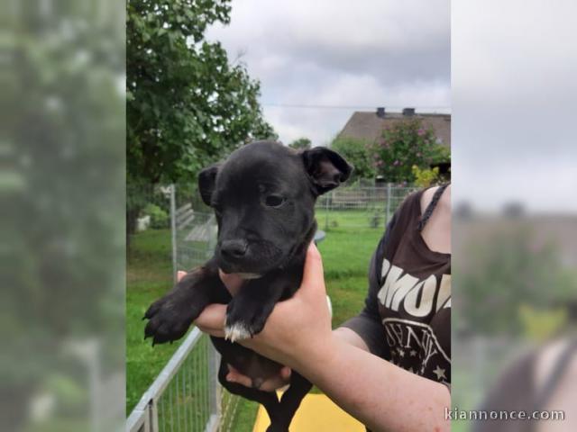 CHIOTS STAFFORDSHIRE BULL TERRIER