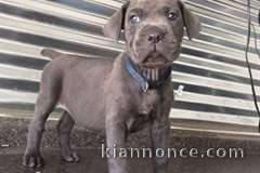 chiot cane corso masstiff trois mois