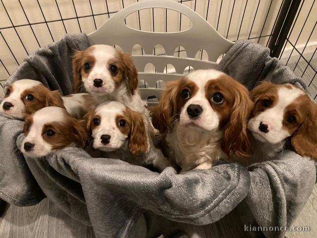 Chiots de type Cavalier King Charles lof