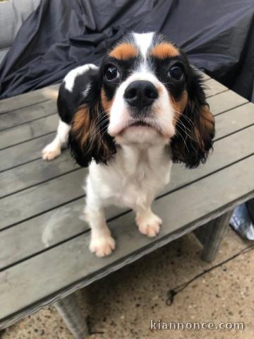 Chiots de type Cavalier King Charles lof