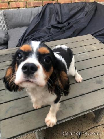 Chiots de type Cavalier King Charles lof