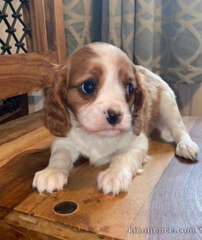 Chiots de type Cavalier King Charles lof