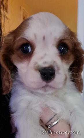 Chiots de type Cavalier King Charles lof