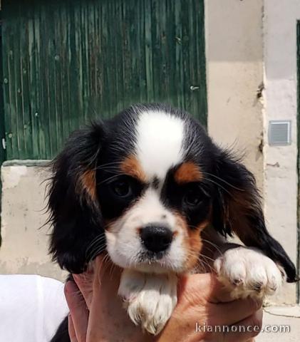 Chiots de type Cavalier King Charles lof