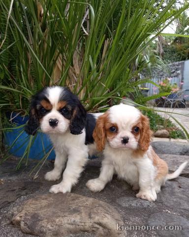 Chiots de type Cavalier King Charles lof