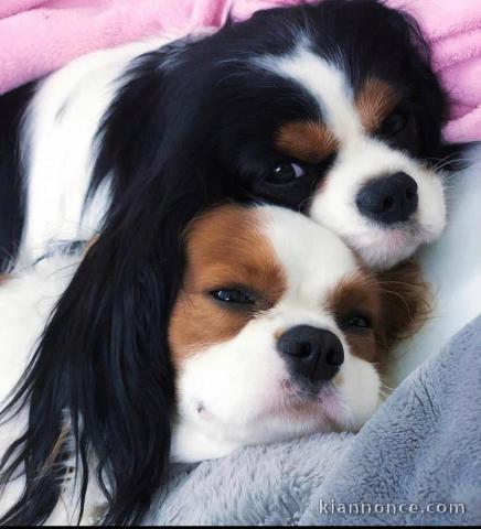 Cavalier king-charles à donner