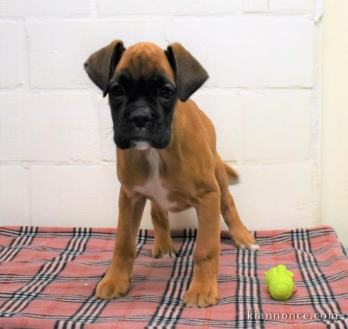 chiot boxer trois mois