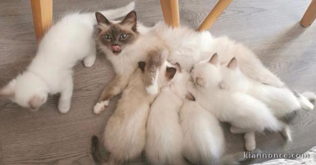 Chatons sacré de birmanie A donner