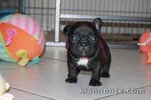 Chiots bouledogue français 