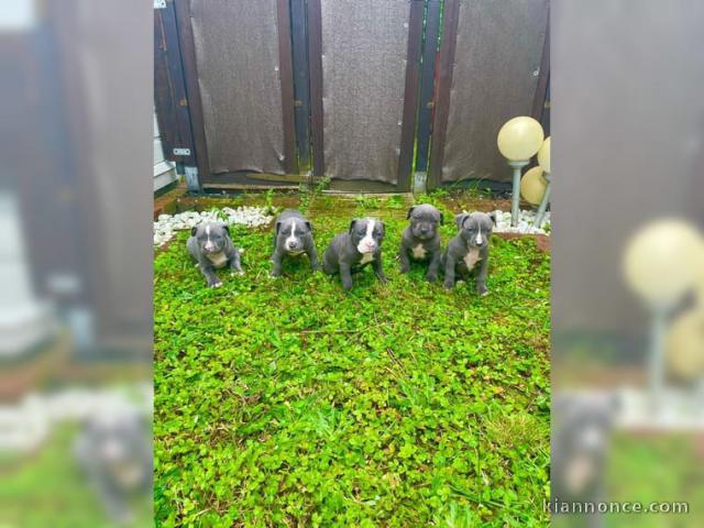 CHIOTS STAFFORDSHIRE  TERRIER AMERICAIN