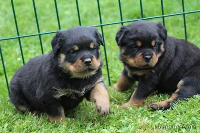 Magnifique chiots Rottweiler lof