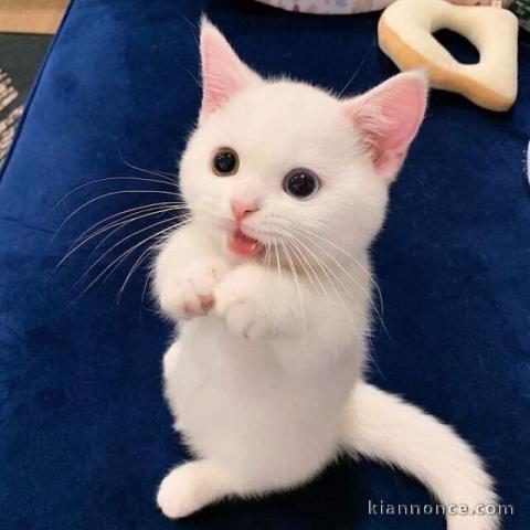 Magifique chaton khao manee femelle