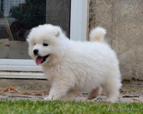 Chiots samoyede pedigré a donner