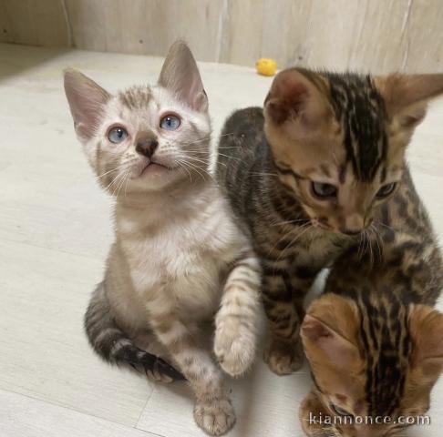 Magnifiques chatons bengal (à donner)