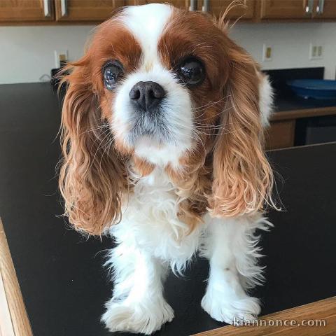 Adorable chiot king cavalier charles