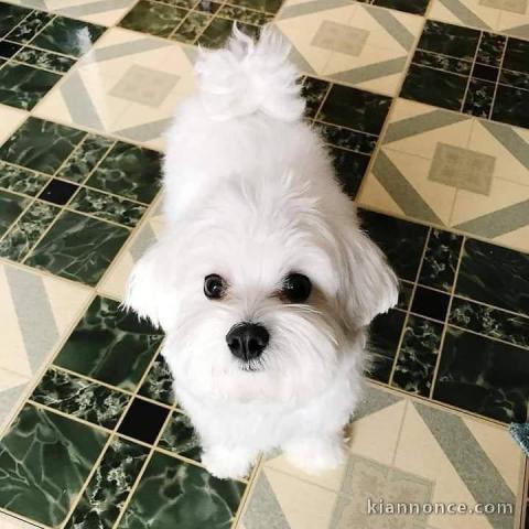 Chiot Bichon maltais 