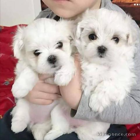 offre, disponibles chiots Bichon Maltais Lof. Née le 07/06/2021, 