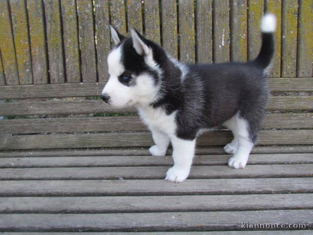 A donner chiot husky siberian femelle yeux bleu