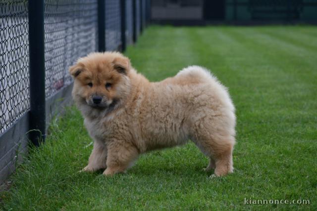 Magnifiques chiots chow chow femelle à donner