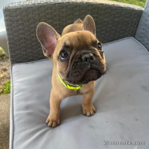 À donner chiot bouledogue français rouge fauve