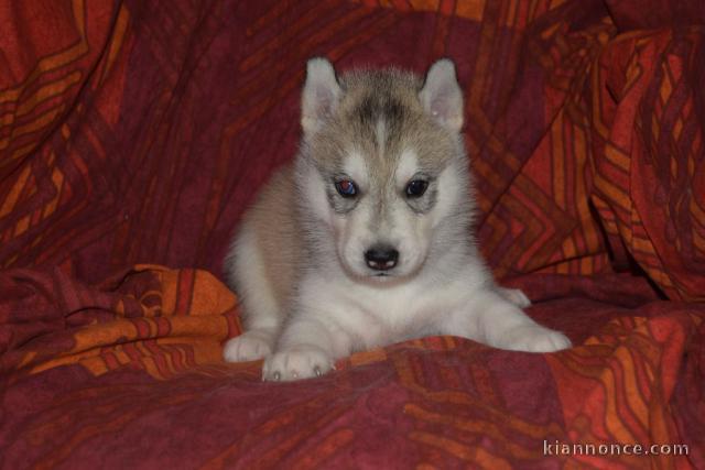 disponible de suite Husky de Sibérie