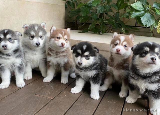 disponible de suite Husky de Sibérie