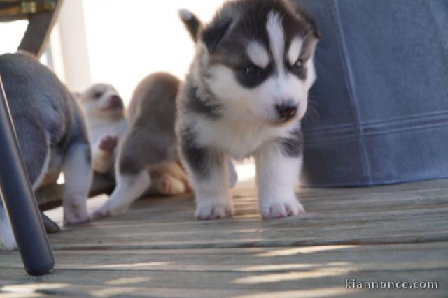 Disponible de suite à l’adoption chiots husky