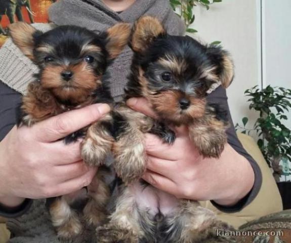   Adorables chiots yorkshire